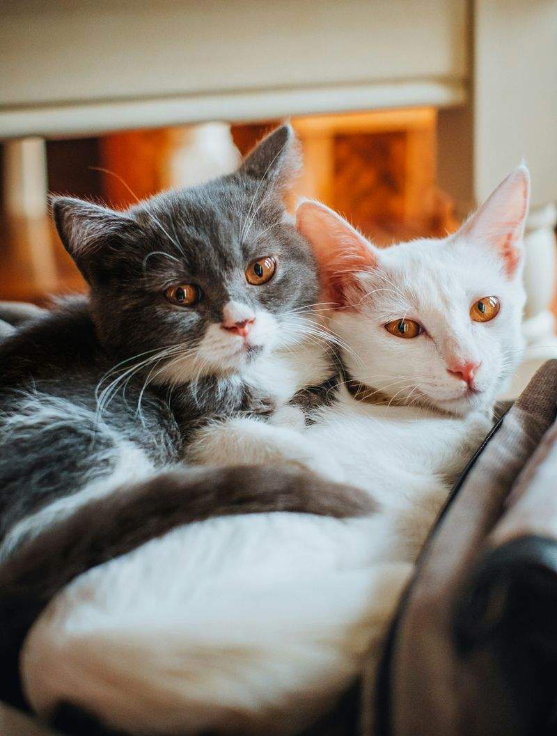 About Whisker Haven