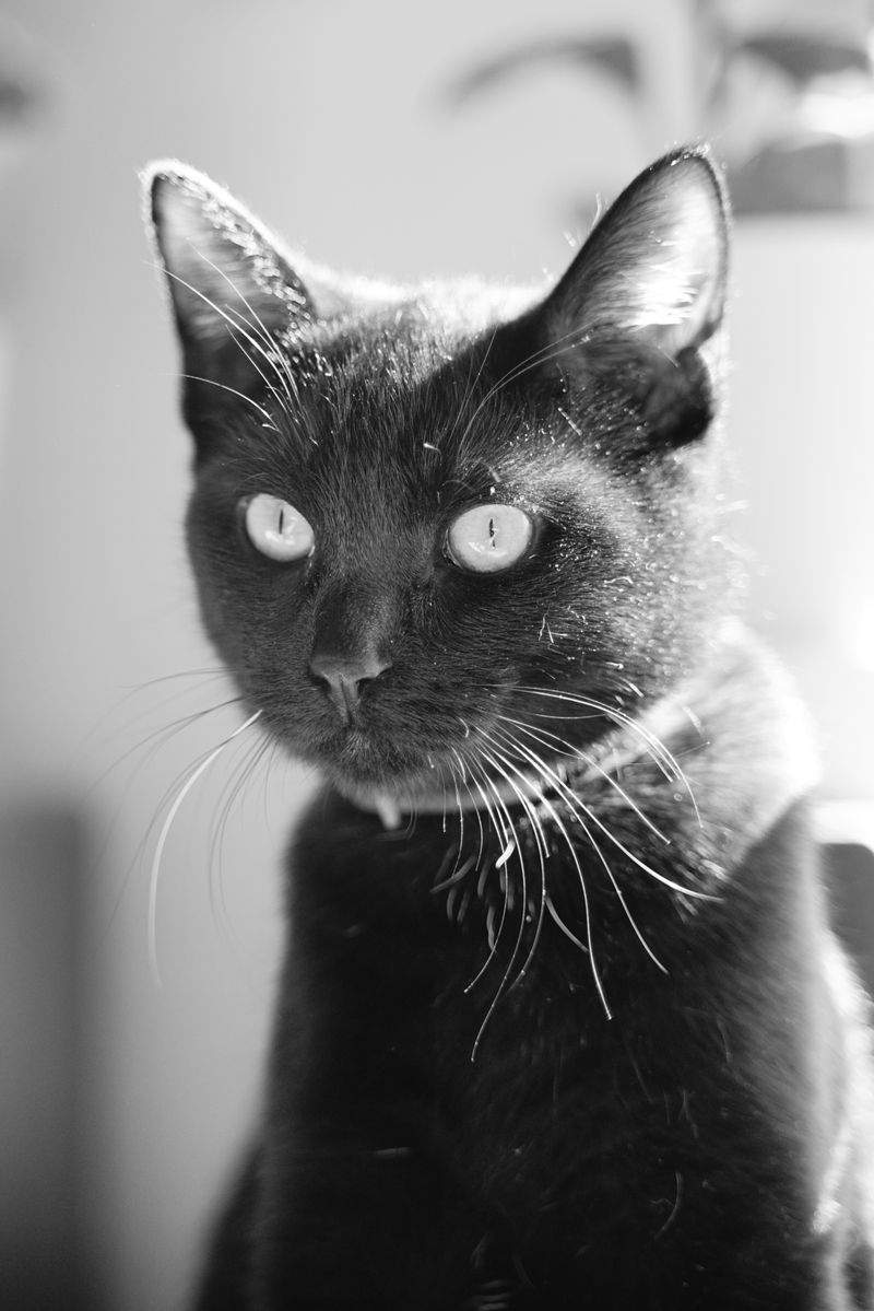 The Ultimate Guide to Cat Grooming
