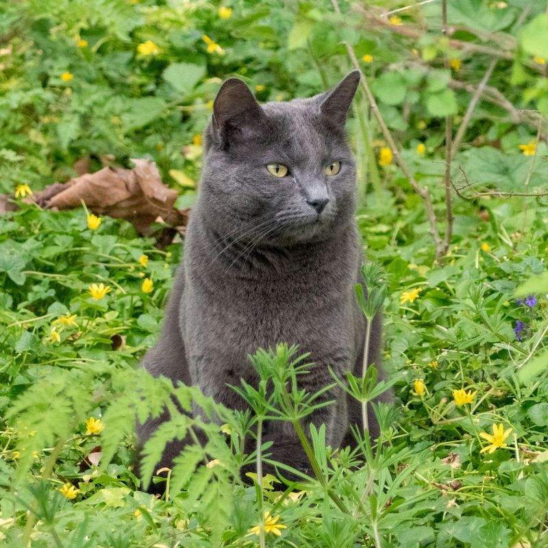 Top 10 Toys for a Happy, Healthy Cat