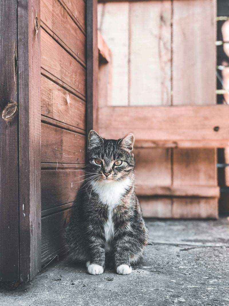 Understanding Your Cat's Behavior: A Beginner's Guide
