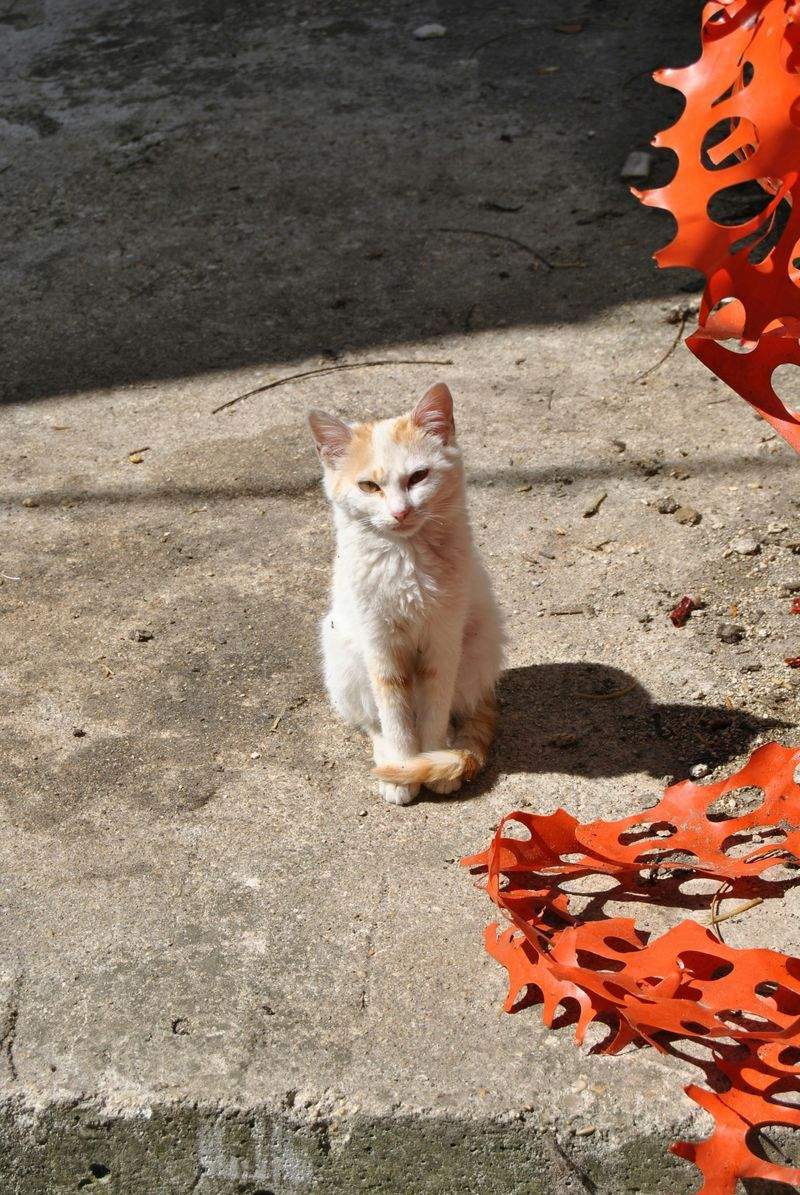 Whisker Haven - Image 10