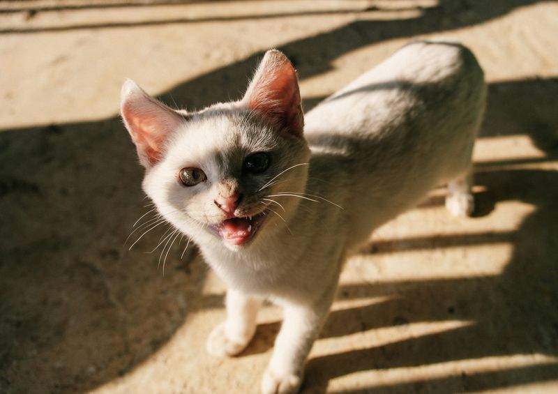 Whisker Haven - Image 11