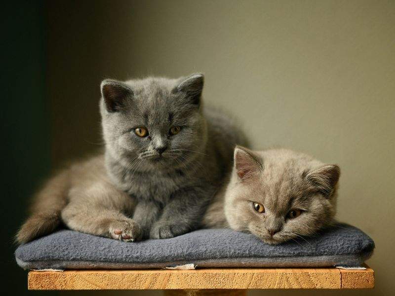 Whisker Haven - Image 13