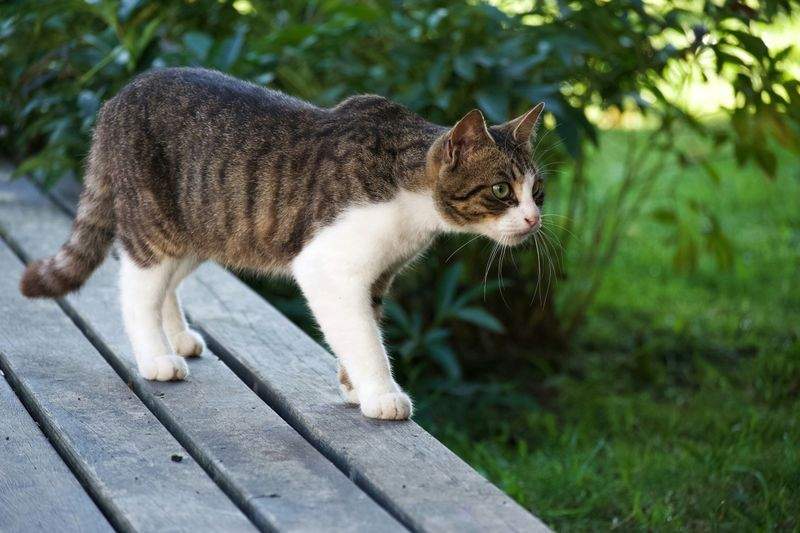 Whisker Haven - Image 14