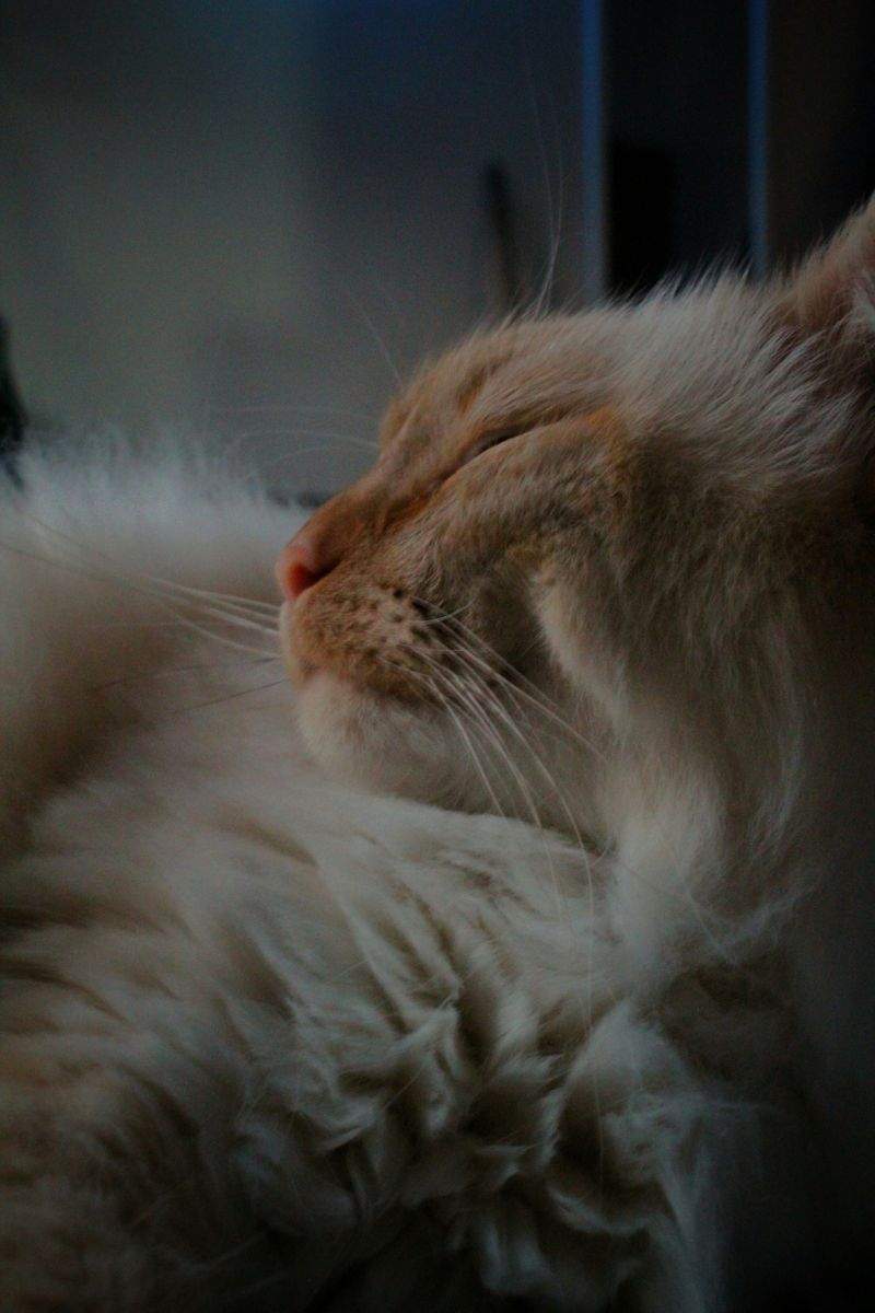 Whisker Haven - Image 15