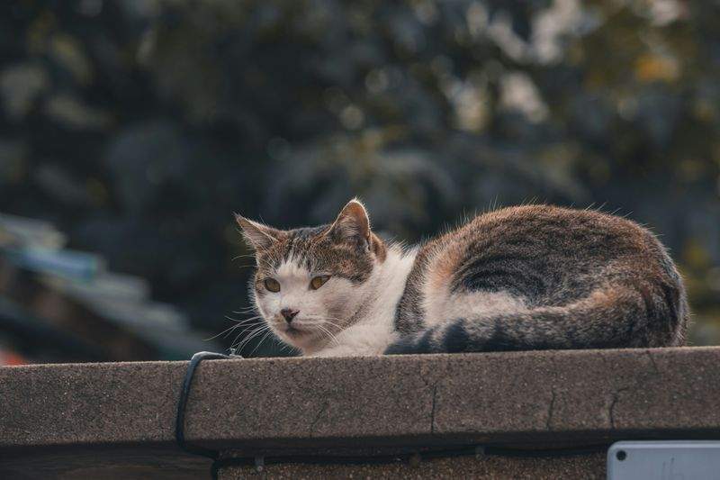 Whisker Haven - Image 2