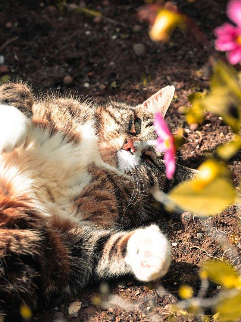 Whisker Haven - Image 3