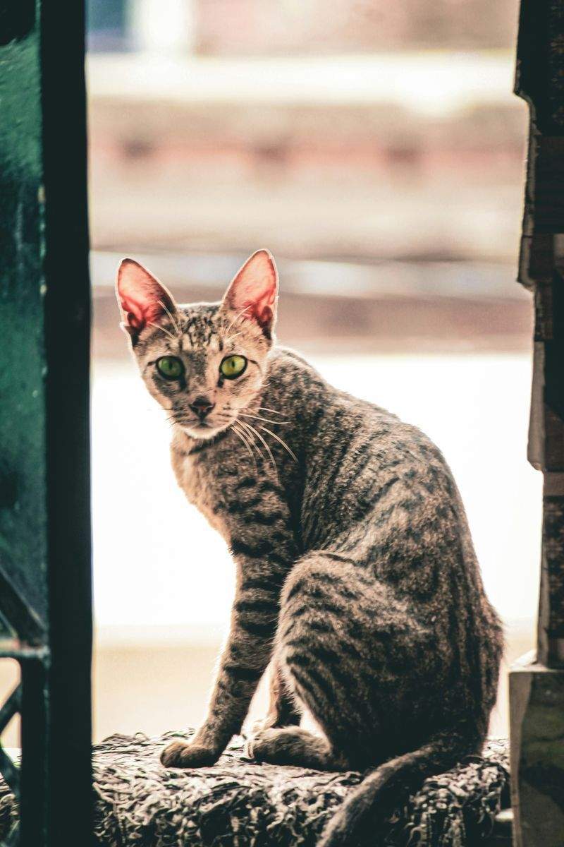Whisker Haven - Image 4
