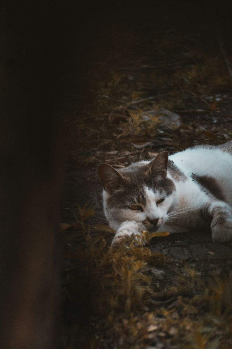 Whisker Haven - Image 5