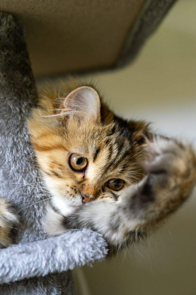 Whisker Haven - Image 6