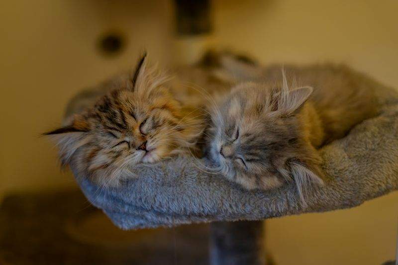 Whisker Haven - Image 8