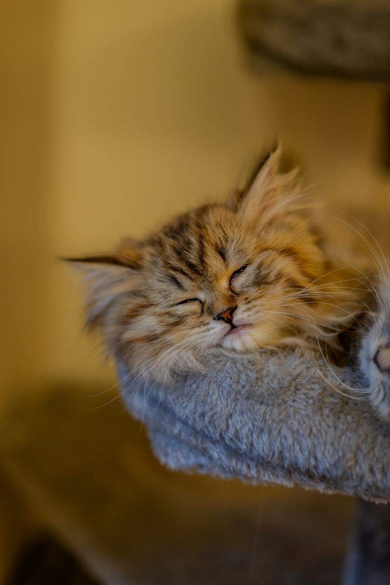 Whisker Haven - Image 9