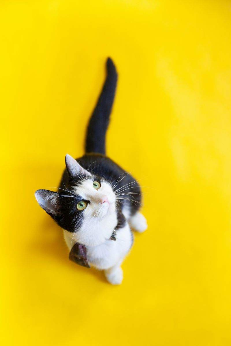 Cat grooming