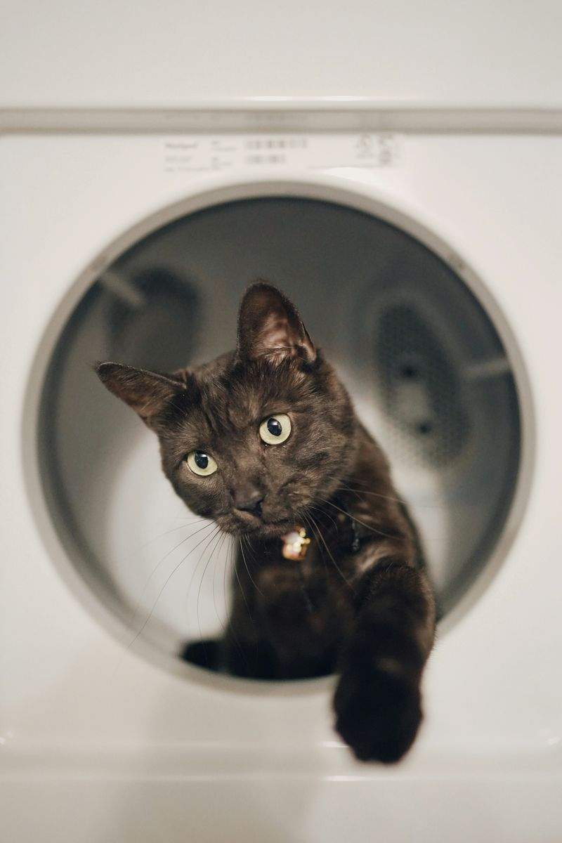 Pet adoption assistance